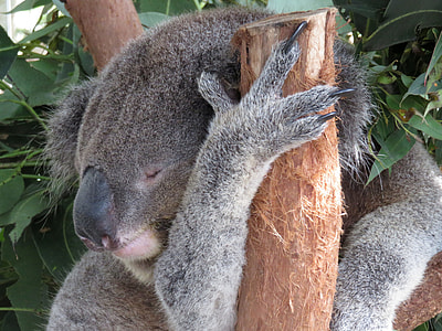 Koala Bear on tree on focus photo thumbnail