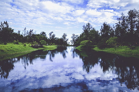 river surrounded by forest thumbnail