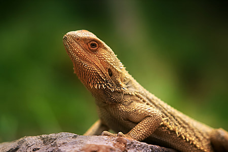 selective focus photography of brown bearded dragon thumbnail