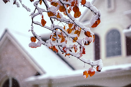 brown tree leaves covered with snow thumbnail