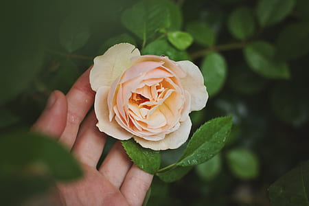 person holding pink rose in tilt shift lens shot thumbnail
