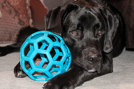 black Labrador beside blue plastic ball toy on gray carpet thumbnail
