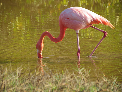 pink flamingo drinking thumbnail