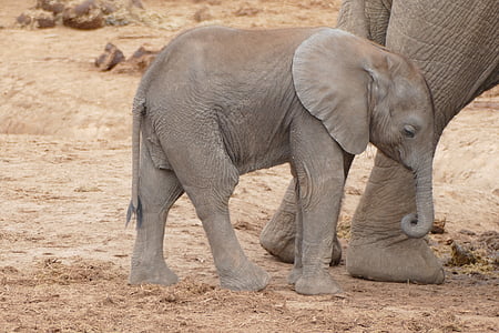 elephant baby on brown soil thumbnail