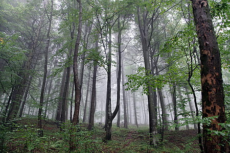 forest with fogs thumbnail