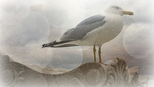 gray and white bird on brown surface thumbnail