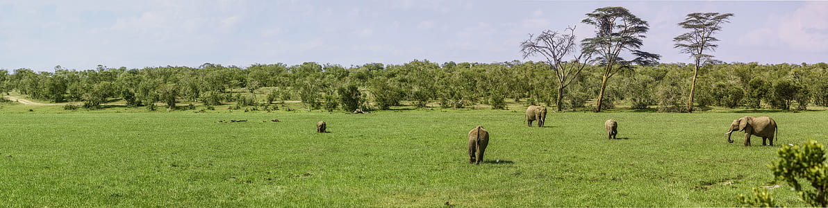 Elephant eating grass on field at daytime thumbnail