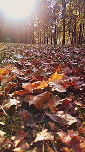 wood, light, landscape, sunset thumbnail
