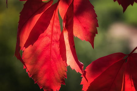 leaf, red, lichtspiel, sun, autumn, nature thumbnail