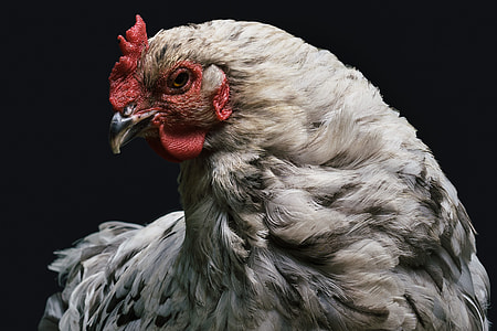 closeup photo of white hen thumbnail