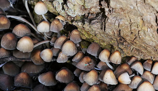 Cluster of mushrooms growing from under a fallen tree in the forest. thumbnail