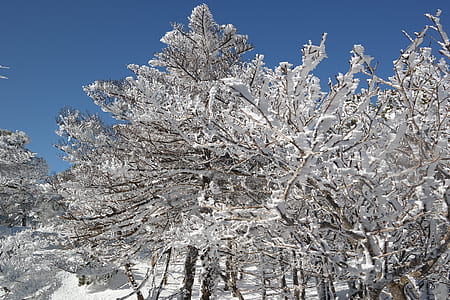 snow-capped tree thumbnail
