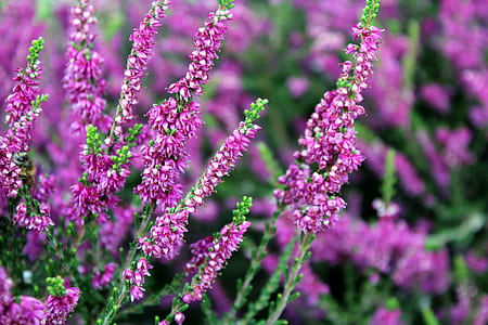 purple flowering plant photo thumbnail