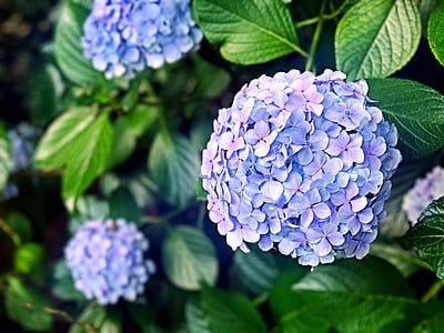 purple petaled flowers thumbnail