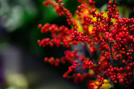 Red rowan with a colourful arrangement of flowers thumbnail