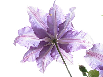 purple petaled flower thumbnail