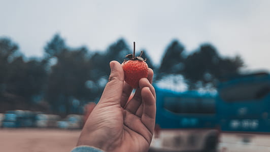strawberry thumbnail
