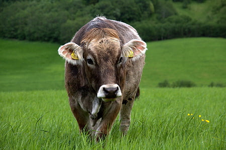 brown cow on grass field thumbnail