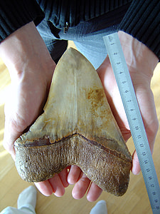 Giant Shark Teeth of Megalodon thumbnail