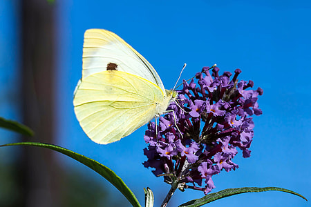 Small Cabbage White Ling, Pieris Rapae thumbnail