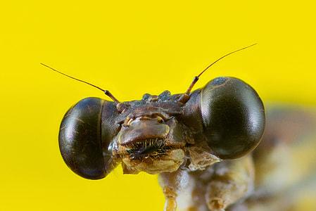 selective focus photography of black and brown insect thumbnail