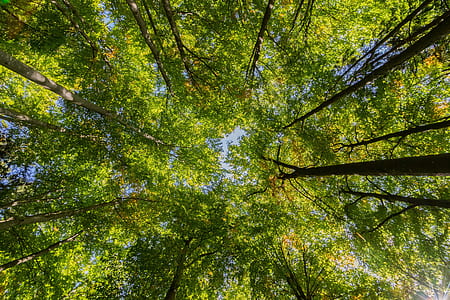 wormeye view trees photography thumbnail