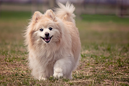 long coated white dog walking on grass thumbnail