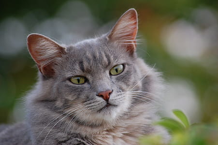 gray cat thumbnail