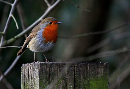 focused photo of gray, red, and brown bird thumbnail