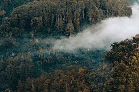 jungle covered with fogs thumbnail