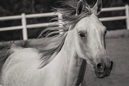 grayscale photo of horse thumbnail