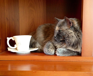 long-fur brown cat beside white ceramic mug thumbnail