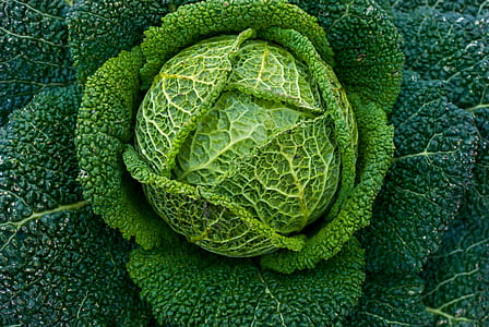 close-up photo of green leafed vegetable thumbnail