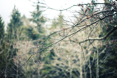 Photography of Tree Branch thumbnail