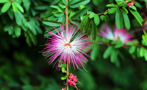 pink mimosa flowers closeup photography thumbnail