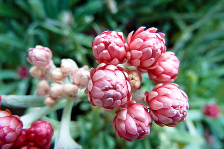 selective focus photography of red petaled bud thumbnail