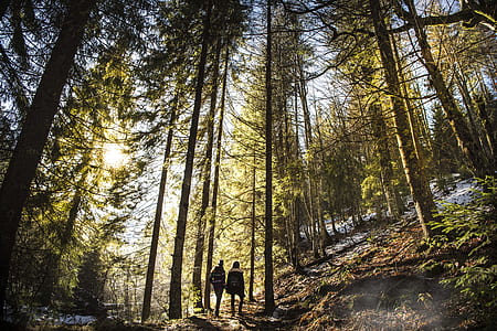 person walking between green leafed t rees thumbnail