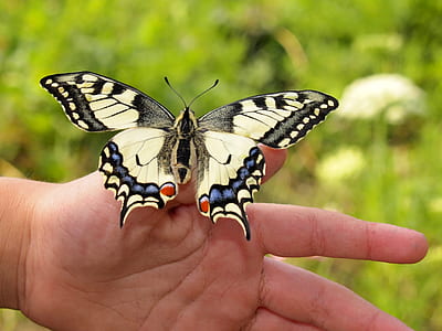Eastern tiger swallowtail butterfly on left human thumb thumbnail