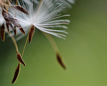 dandelion macro photography thumbnail