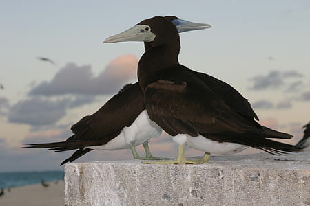 close-up photography of brown booby birds thumbnail