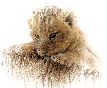 photography of brown and black cub thumbnail