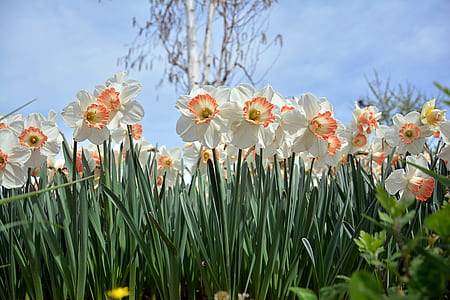 white flowers in bloom at daytime thumbnail