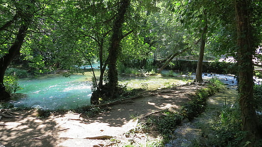 calm body of water surrounded by trees thumbnail