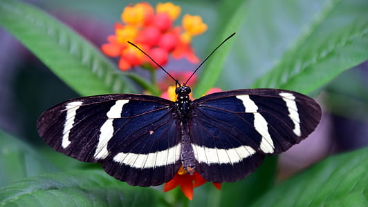 blue and white butterfly perched on flower thumbnail