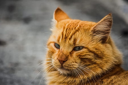 closeup photo of orange cat thumbnail