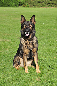 adult black and tan German Shepherd sitting on green grass thumbnail