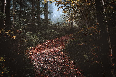 Photography of Forest thumbnail