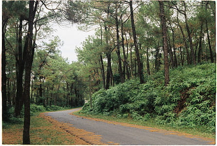 Photography of Road Between Forest thumbnail
