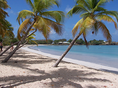 photo of palm trees on seashore thumbnail