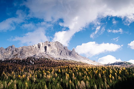 bed of flower overlooking rocky mountain thumbnail